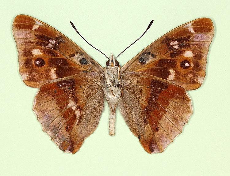Apatura iris male (aberrant form lugenda, verso) (Internet Image property of respective owner, non-commercial use only)